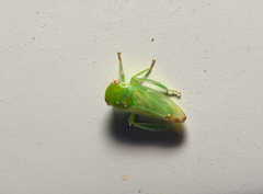 Hyalojassini