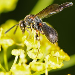 Leucospidae