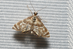 Petrophila canadensis