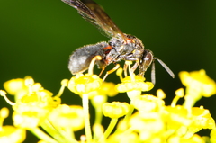 Leucospidae