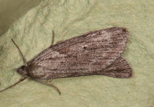 Horse Chestnut Moth, Wageningen, Nederland, photo 8 of 10