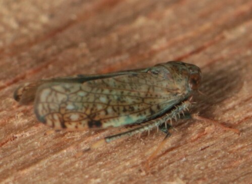 Japanese Leafhopper, Wageningen, Nederland, photo 6 of 10