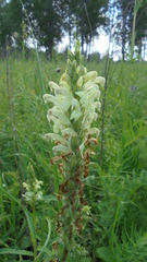 Pedicularis uralensis