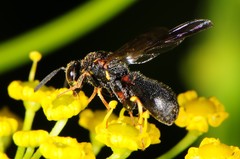Leucospidae