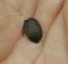 Carabus bremii