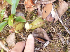 Nepenthes tentaculata