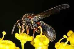 Leucospidae