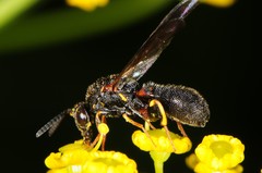 Leucospidae