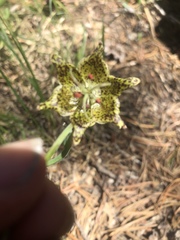 Fritillaria pinetorum