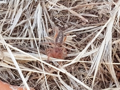 Gluvia dorsalis