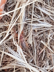 Gluvia dorsalis