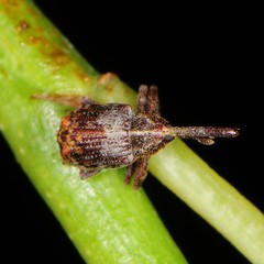 Anthonomus quadrigibbus