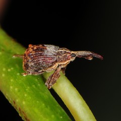 Anthonomus quadrigibbus