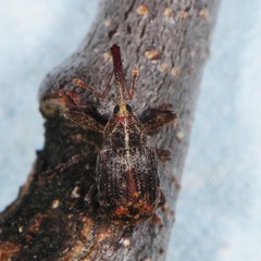 Anthonomus quadrigibbus