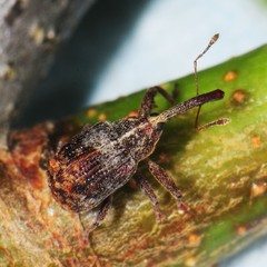 Anthonomus quadrigibbus