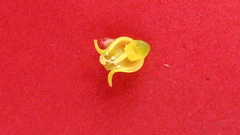 Schoepfia brasiliensis