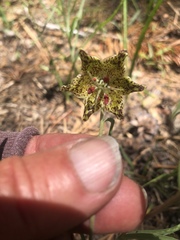 Fritillaria pinetorum