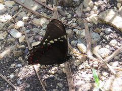 Papilio menatius victorinus