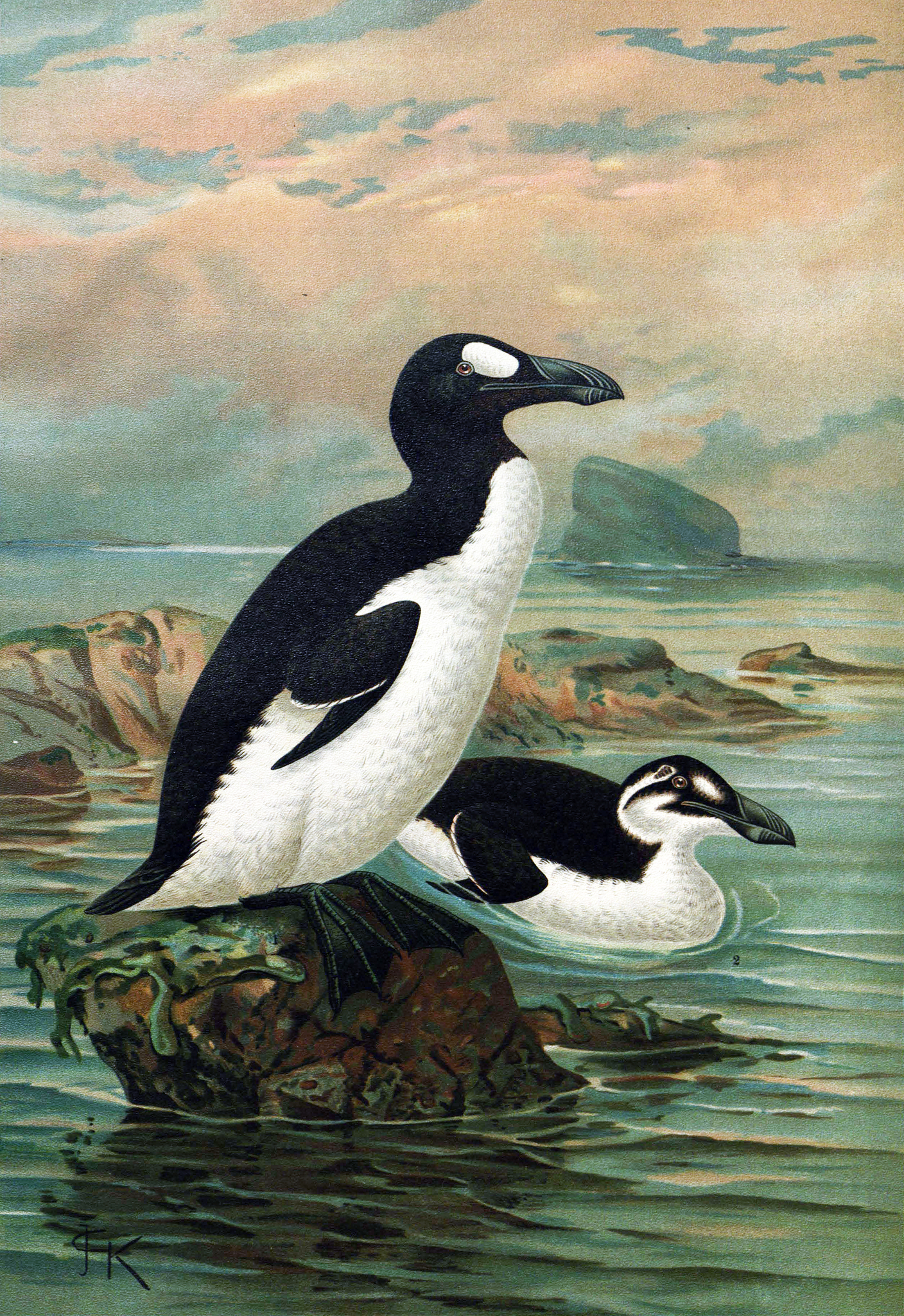 Great Auk illustration