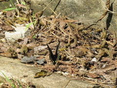 Papilio menatius victorinus
