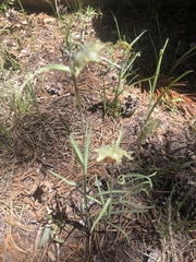 Fritillaria pinetorum