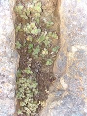 Crassula pellucida pellucida