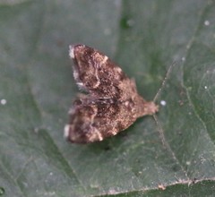 Anthophila fabriciana