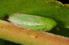 Macropsis