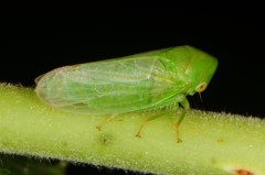 Macropsis