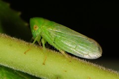 Macropsis