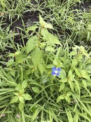 Commelina communis