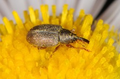 Acalyptus