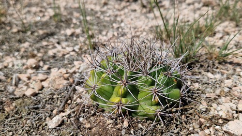 Gymnocalycium mostii