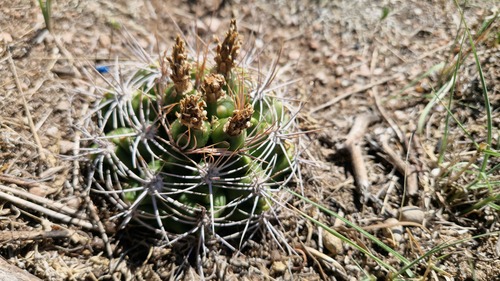 Gymnocalycium mostii