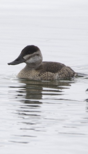 Ruddy Duck