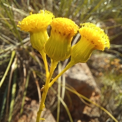 Senecio chrysocoma, photograph (c) kevin koen, some rights reserved (CC BY-SA)