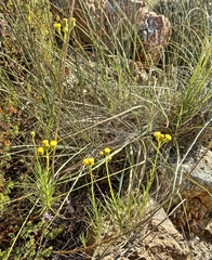Senecio chrysocoma, photograph (c) kevin koen, some rights reserved (CC BY-SA)