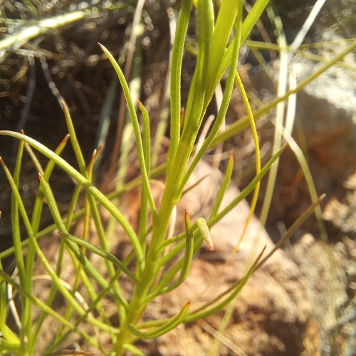Senecio chrysocoma, photograph 4