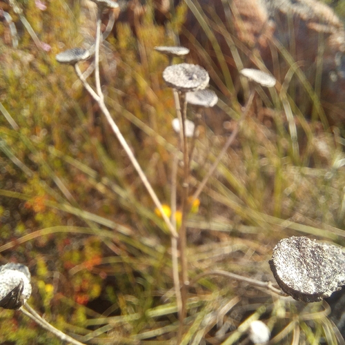 Senecio chrysocoma, photograph 5