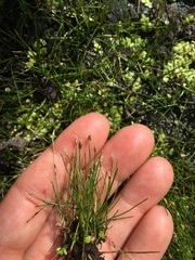Eleocharis parvula