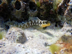 Microlipophrys dalmatinus