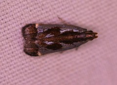 Dichomeris ochripalpella
