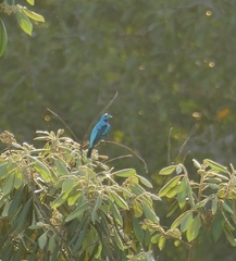 Cotinga cayana