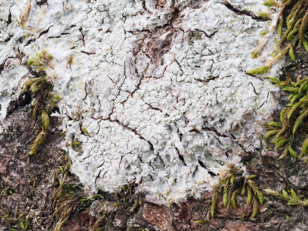 Ochrolechia turneri