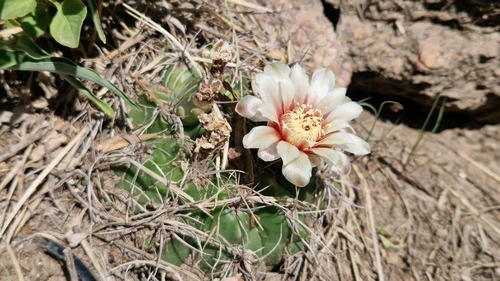 Gymnocalycium mostii