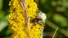Bombus sitkensis