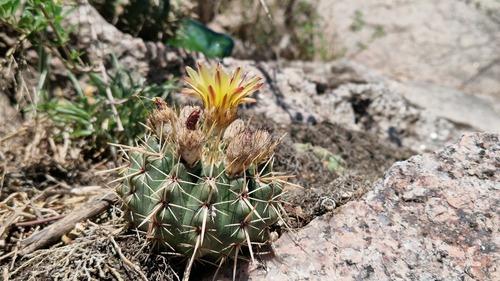 Parodia mammulosa