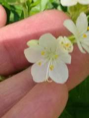 Polemonium foliosissimum