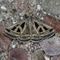 Callistege diagonalis