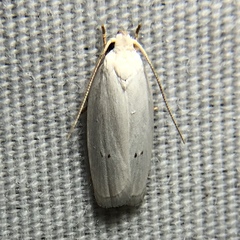 Antaeotricha albulella